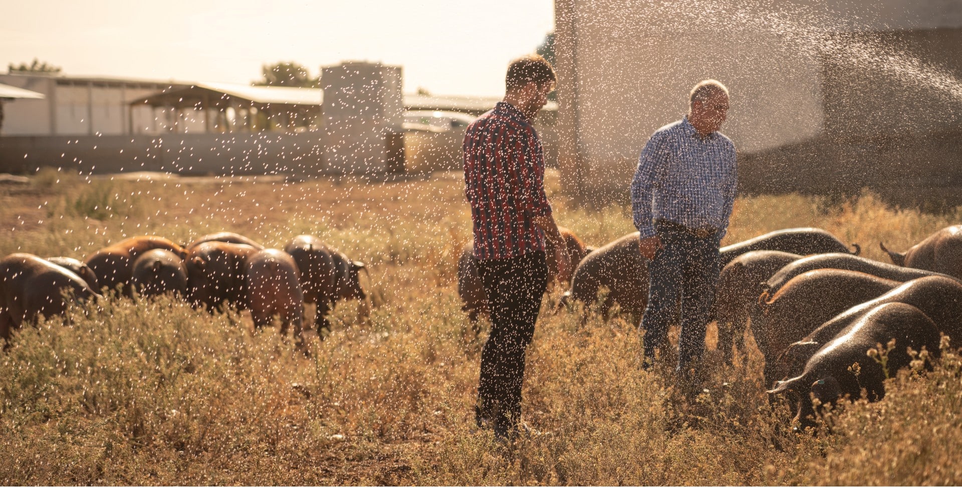 La Interprofesional del Ibérico califica de ‘Excelente’ el cumplimiento de las buenas prácticas de bienestar animal en Cefusa