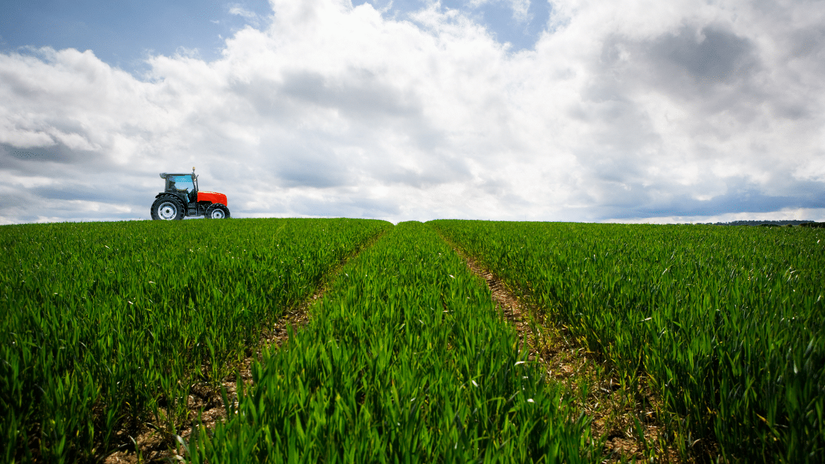 Cepsa y CSIC investigarán la plantación de cultivos energéticos de cobertura en zonas rurales para producir biocombustibles 2G 