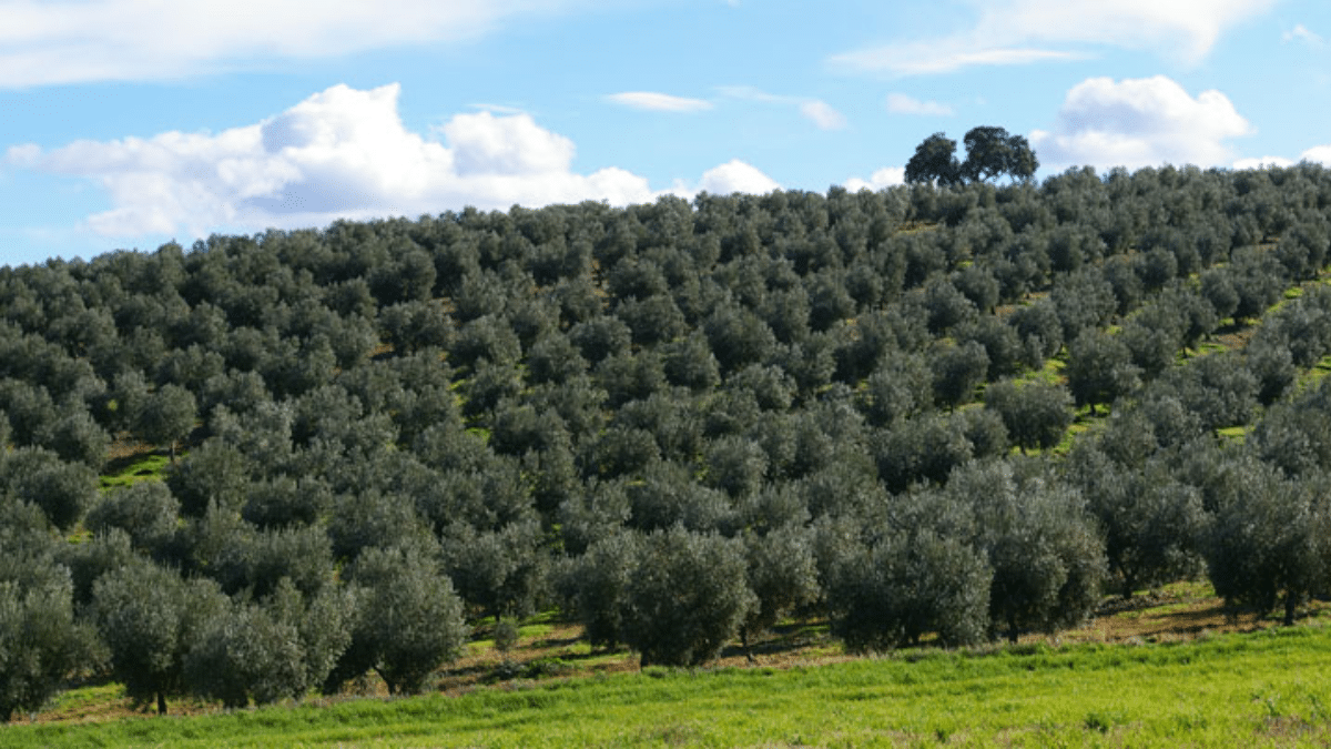 Finca la Pontezuela y la Universidad de Córdoba investigarán variedades de olivo de otros países adaptadas a condiciones de sequía