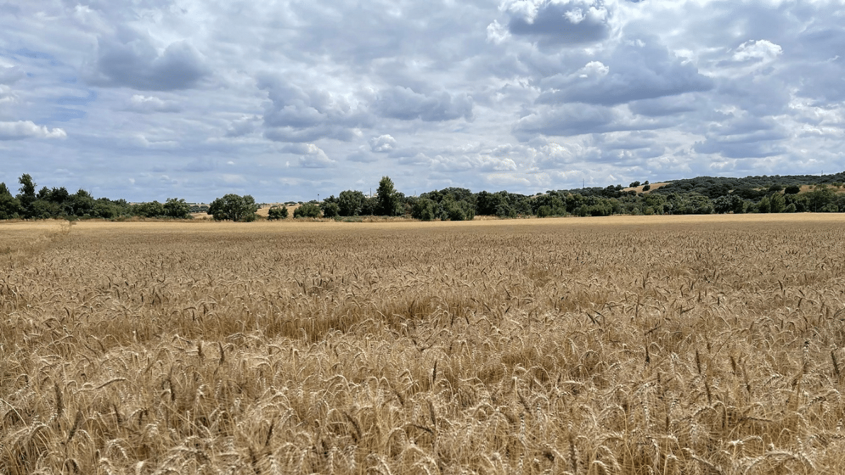 Nestlé impulsa la agricultura regenerativa entre sus  proveedores de cereales en España 