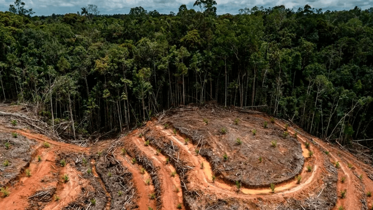 La UE, Indonesia y Malasia crean un equipo especial para abordar la ley antideforestación