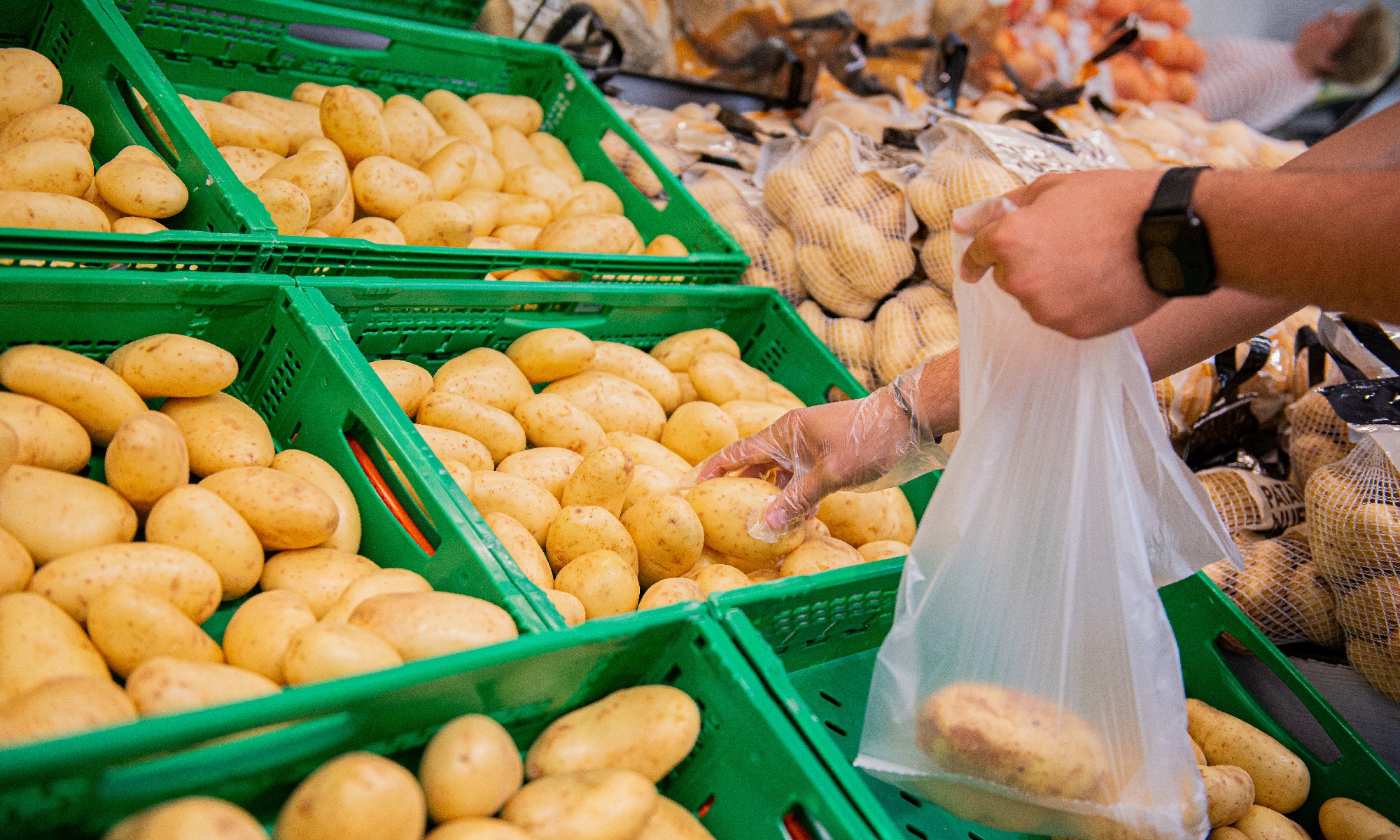 Mercadona comercializa este año 94.000 Tm de patata española, 35.000 de Castilla y León