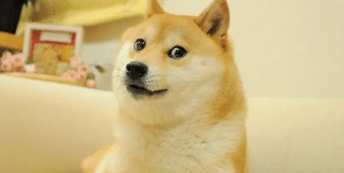Muere Kabosu, la perra que inspiró el meme Doge y la Dogecoin