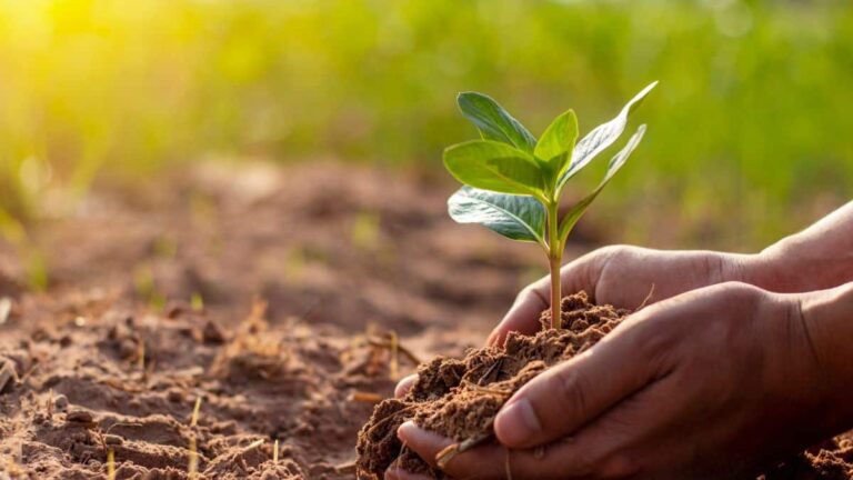 MAPFRE planta casi 497 árboles para recuperar y preservar el ecosistema