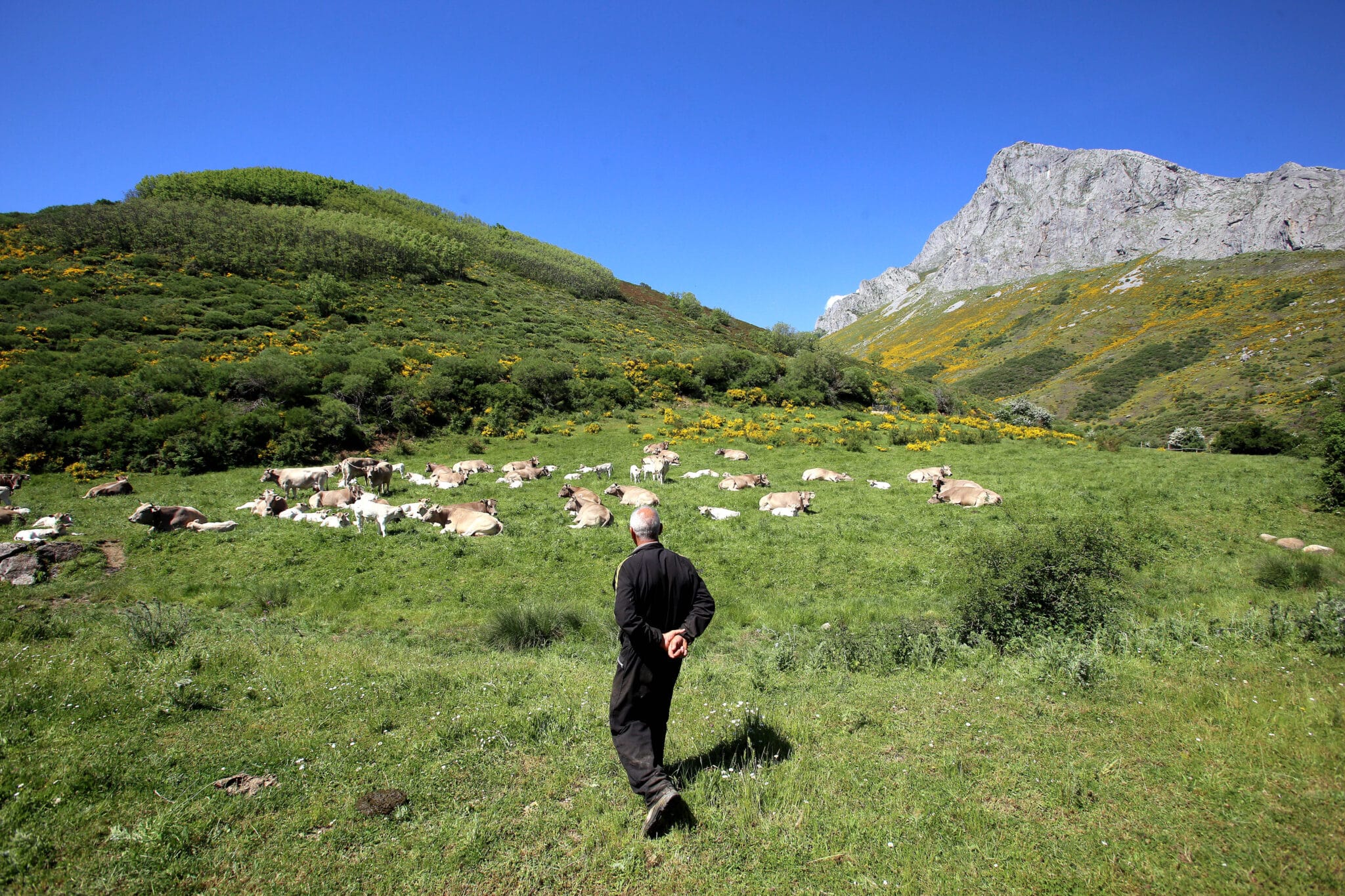Grupo Miguel Vergara compra Valles del Esla y forma la mayor ganadería de bueyes de Europa