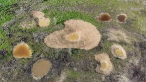 Nestlé España y el Consorci del Ter impulsan la biodiversidad en el río Ter