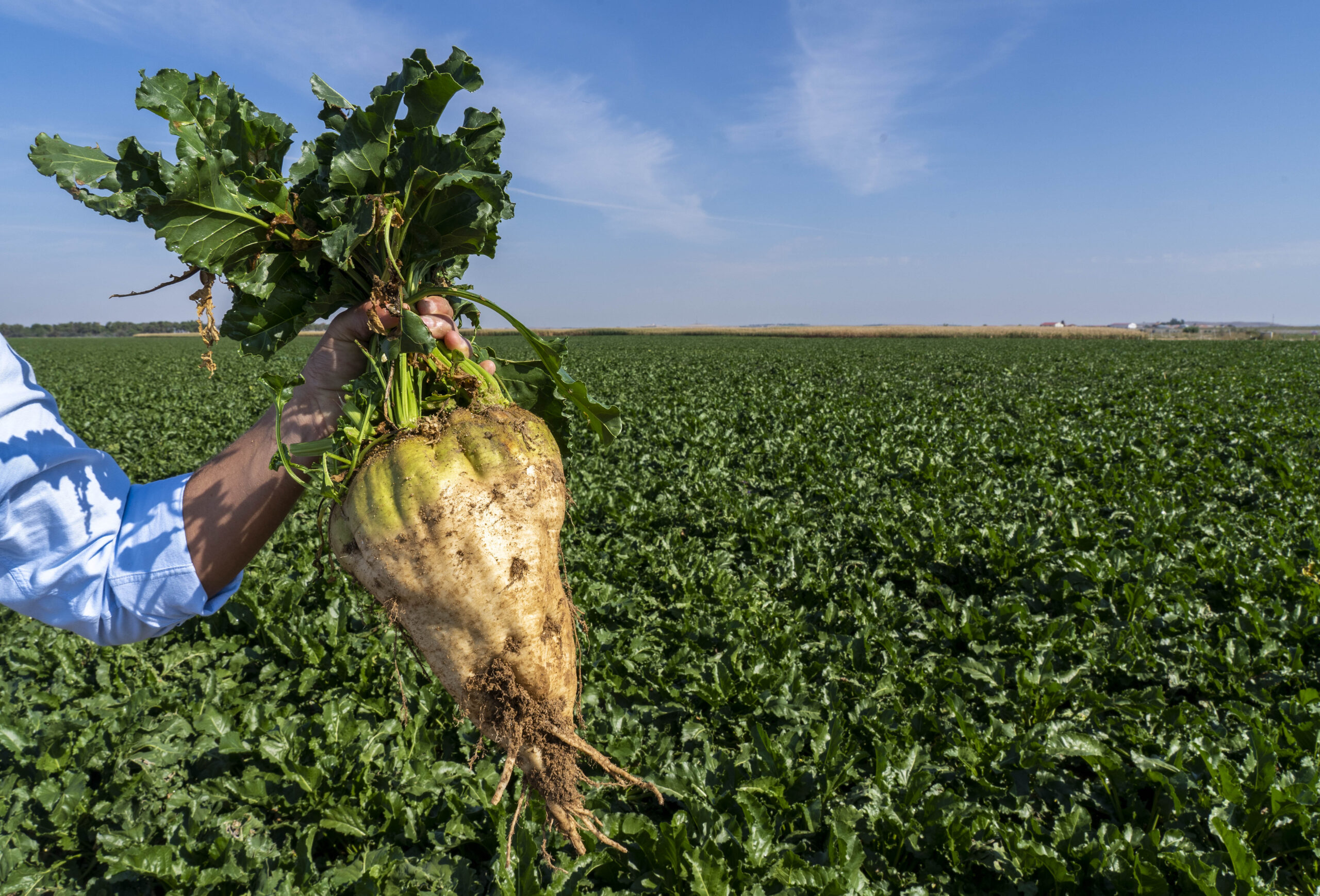 Los socios de ACOR cultivarán este año casi 10.000 hectáreas de remolacha y 8.000 de colza