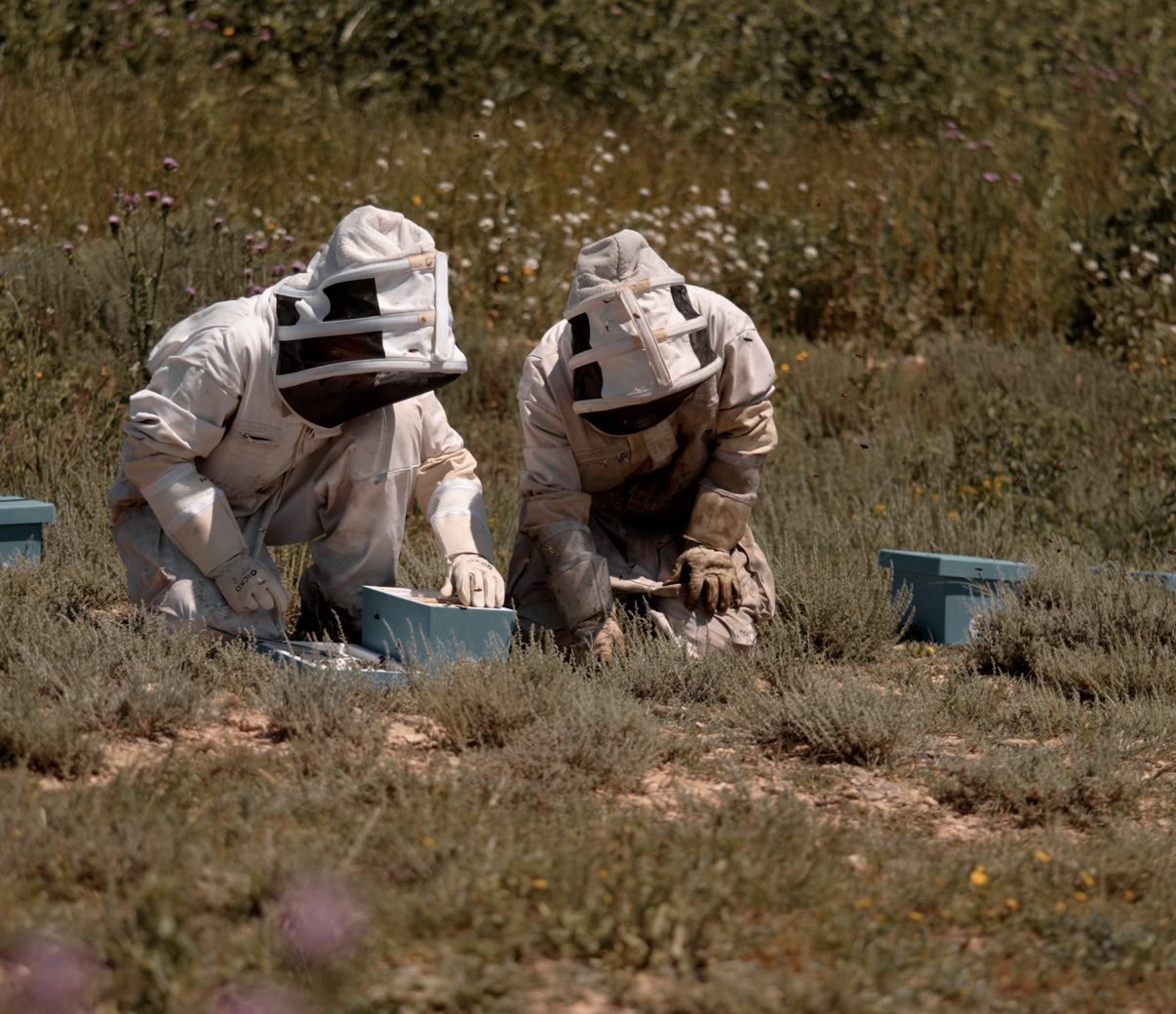 Abejas del Moncayo, ganadoras del ProyectoBardos 2025 por su labor en defensa de labiodiversidad y la apicultura sostenible