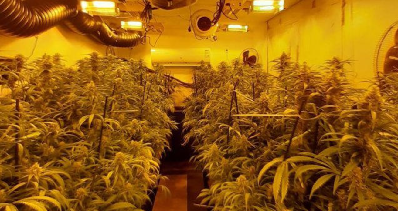 Endesa detecta una plantación de marihuana cada 12 horas