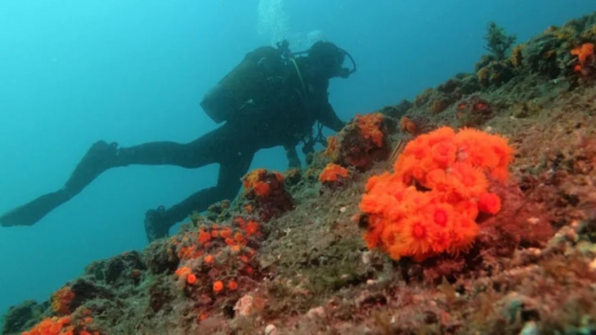 RIU impulsa dos proyectos pioneros en Andalucía para restaurar la biodiversidad marina y terrestre