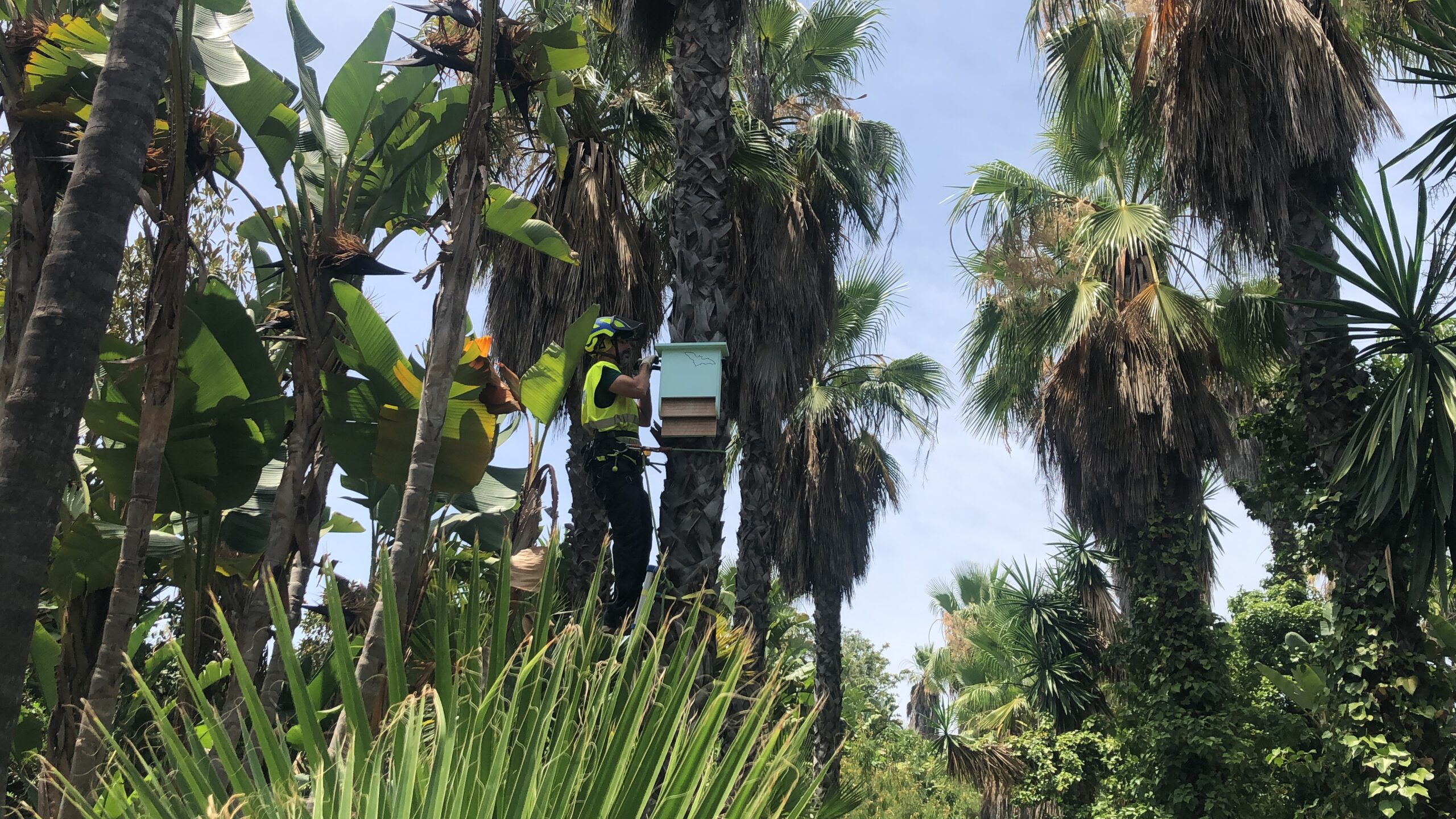 Selwo y Murciélagos Málaga colaboran en un proyecto de conservación in situ de murciélagos autóctonos