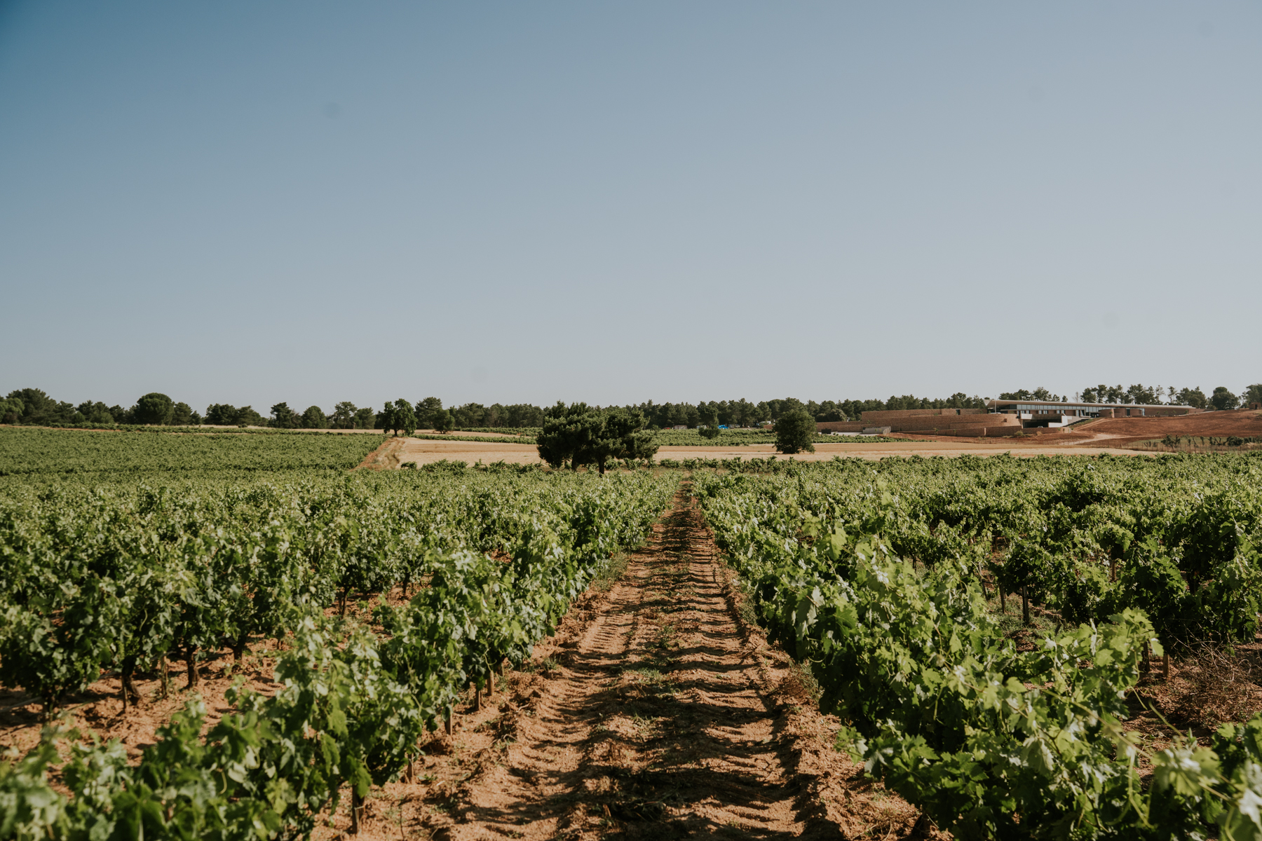 Bodegas LA HORRA presenta sus nuevas añadas: CORIMBO 2022 y CORIMBO I 2018