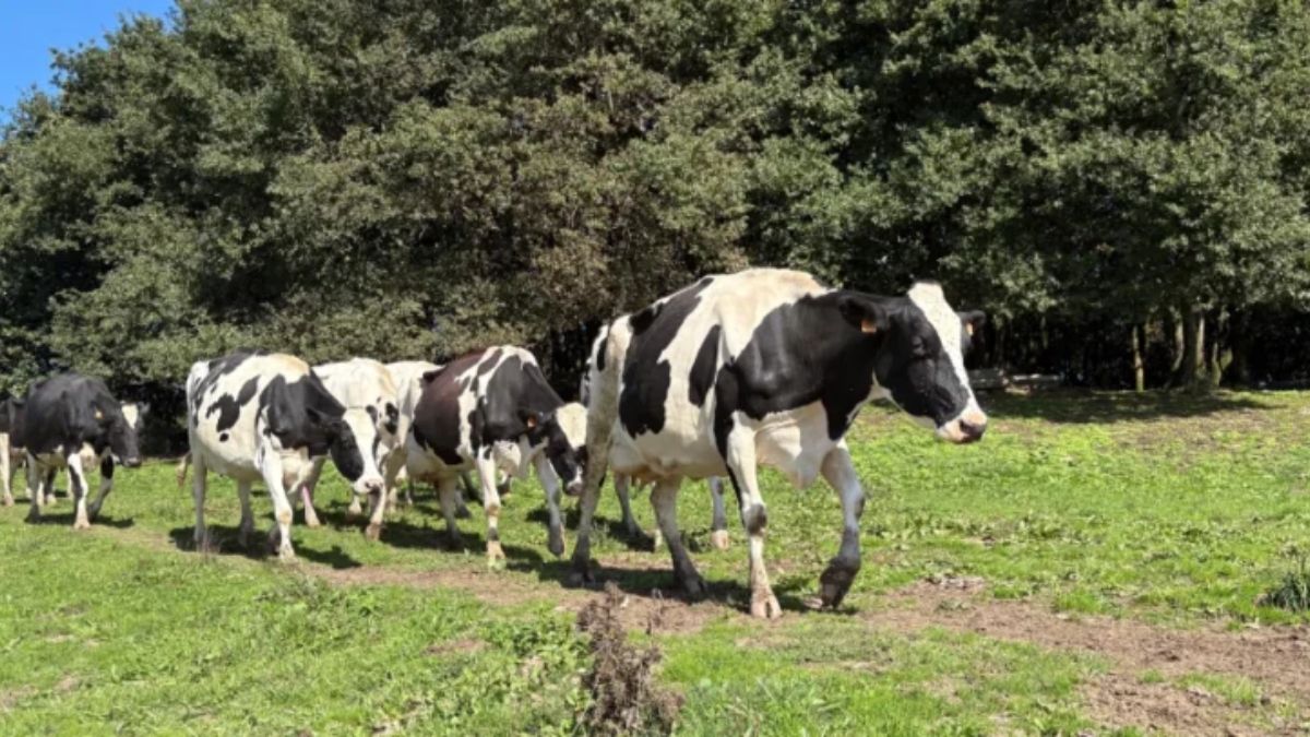 Lactalis España avanza en la transformación del sector primario con un compromiso sólido en bienestar animal