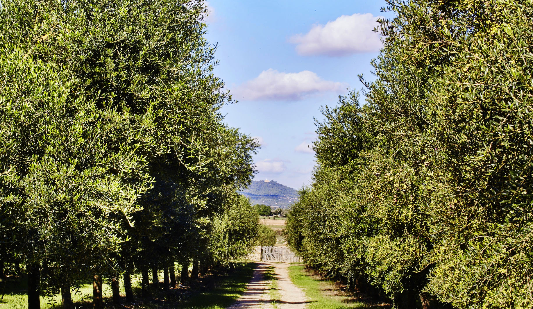 La delicadeza y expresividad de la arbequina mallorquina en AUBOCASSA 2025-2026