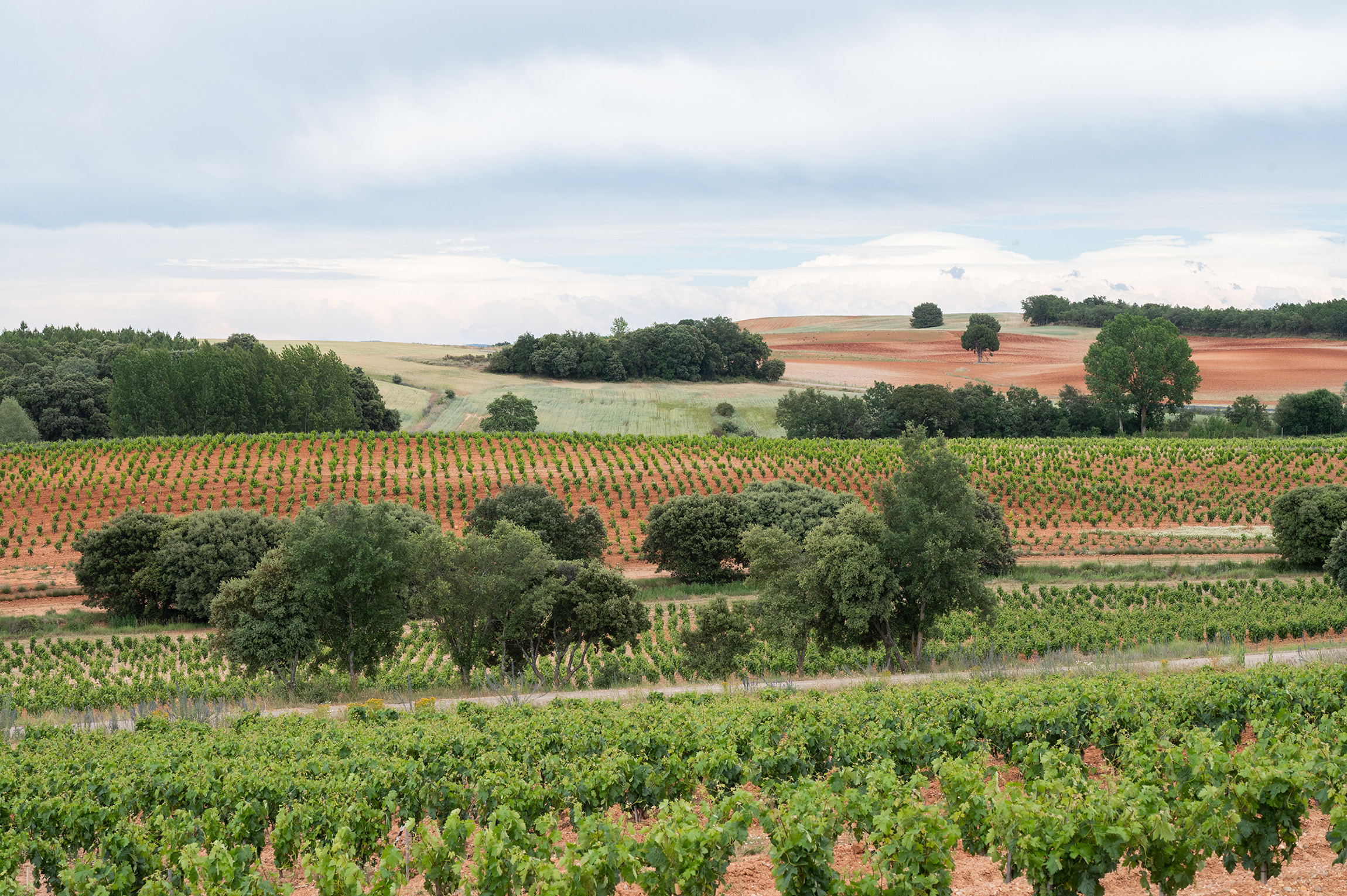 Premio IWC 2025 a Mejor Iniciativa de Responsabilidad Social y Ambiental a Vitis Navarra por Dominio D’Echauz