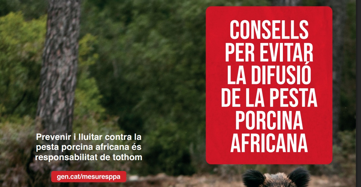 Los 60 casos de peste porcina detectados en España se ubican en Cataluña