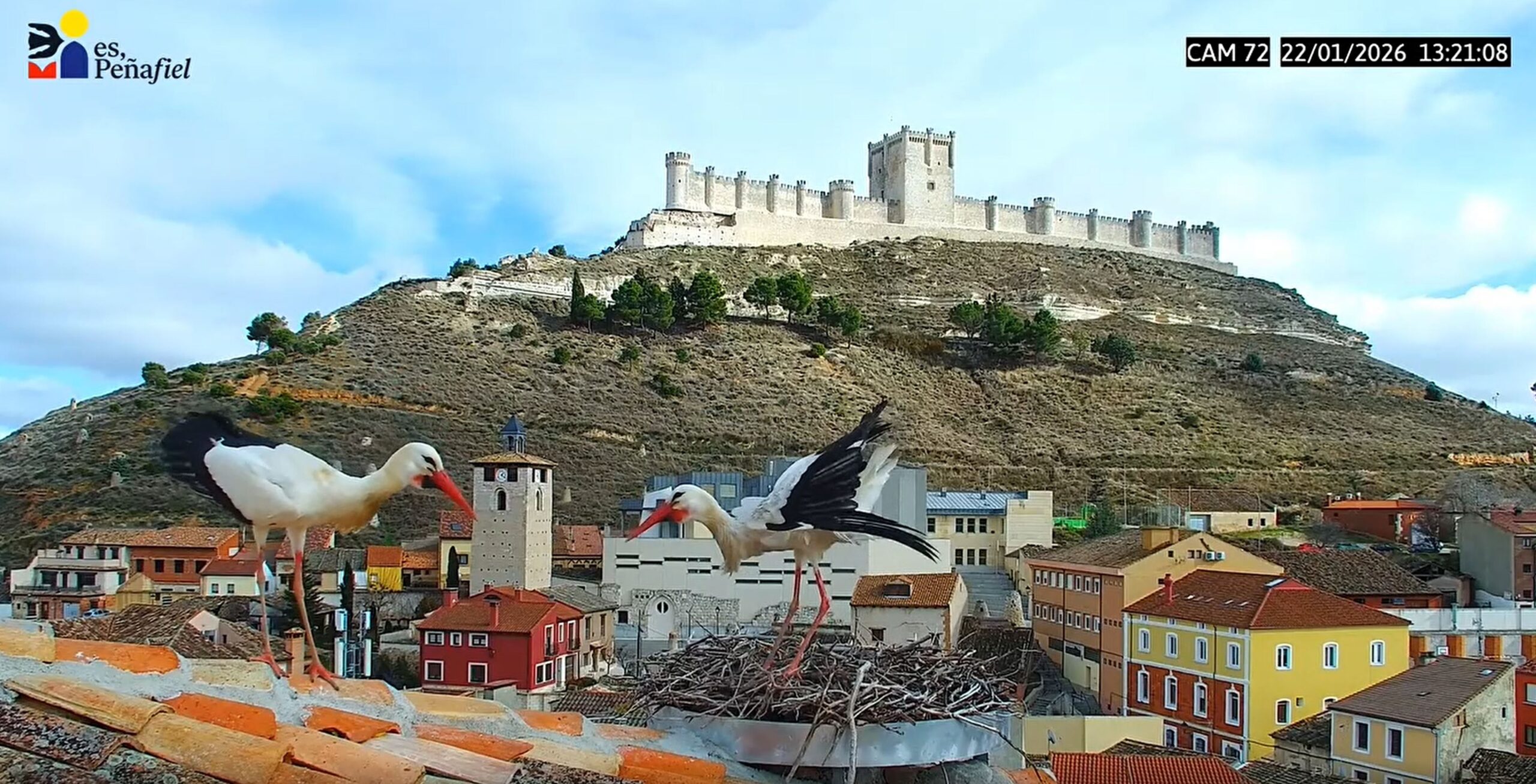 Peñafiel invita a contemplar las cigüeñas en San Blas y todos los días del año