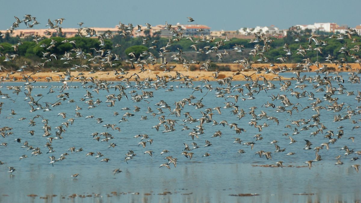 SEO/BirdLife y Redeia impulsan la conservación de la Reserva de la Biosfera Marismas del Odiel en Huelva