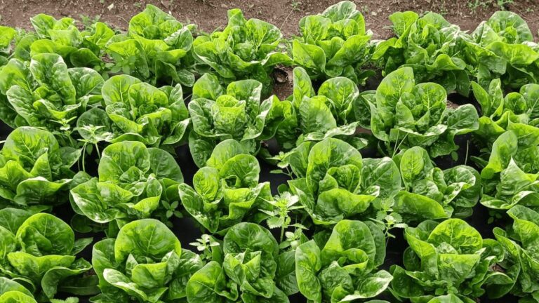 Damm y Ametller Origen transformarán residuos de la elaboración de la cerveza en fertilizantes orgánicos