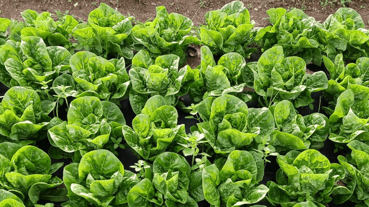 Damm y Ametller Origen transformarán residuos de la elaboración de la cerveza en fertilizantes orgánicos