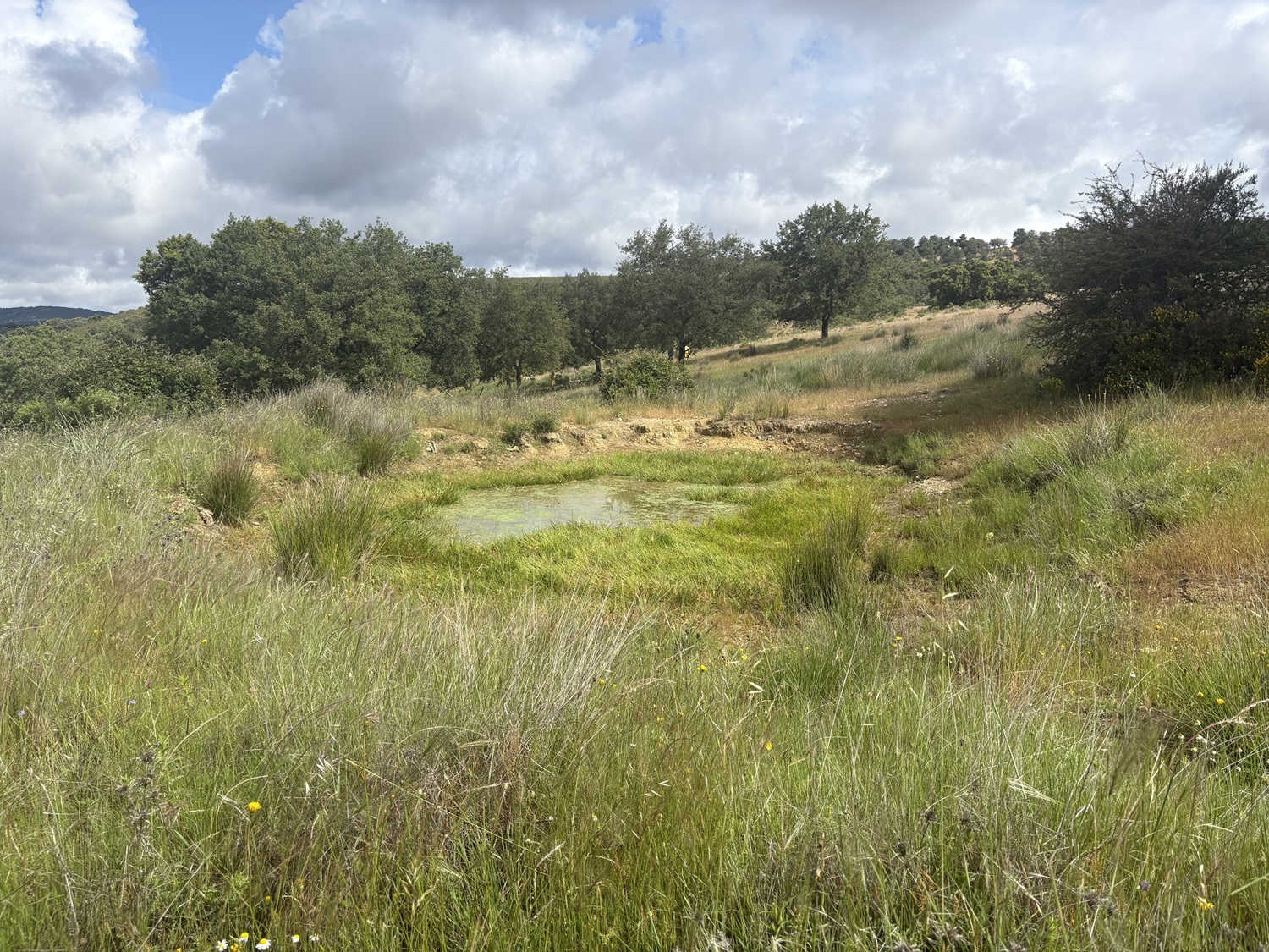 Nestlé Waters impulsa la restauración ecológica de turberas clave en la Reserva de la Biosfera de La Siberia