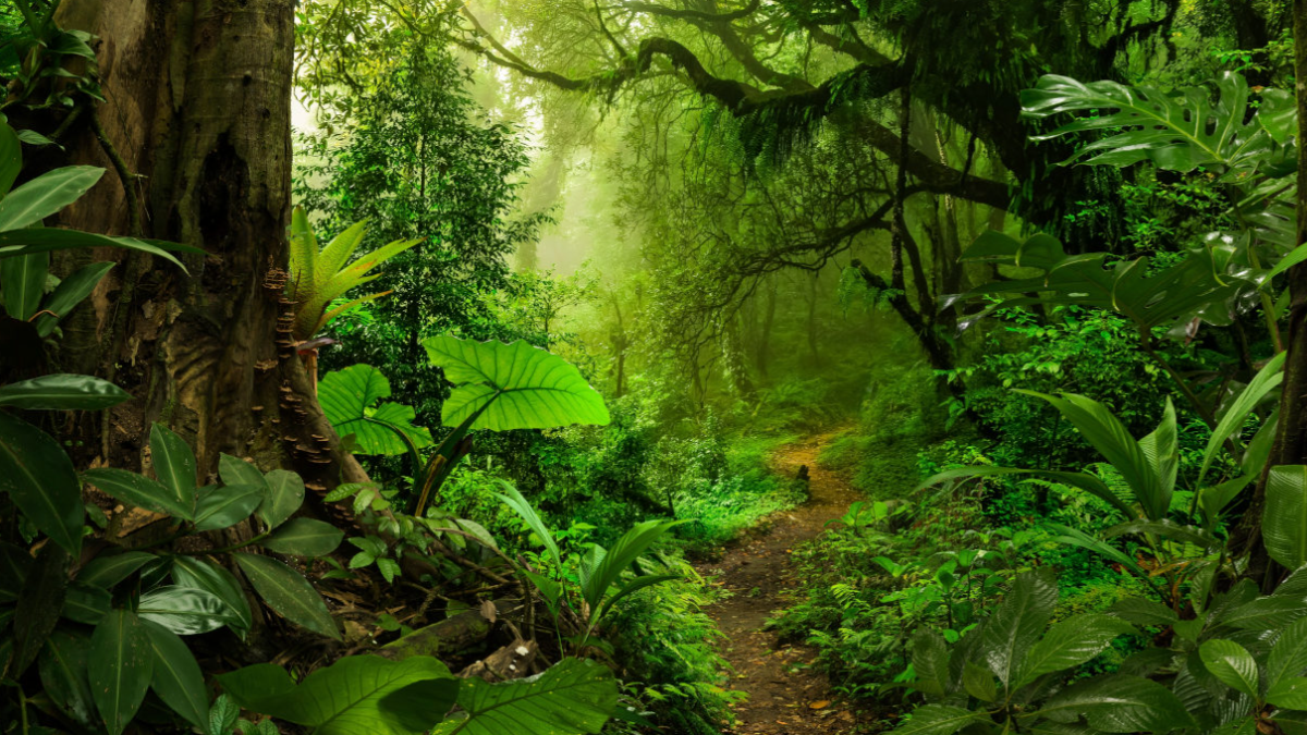 Los bosques, los grandes ausentes de la agenda de desarrollo sostenible de la ONU