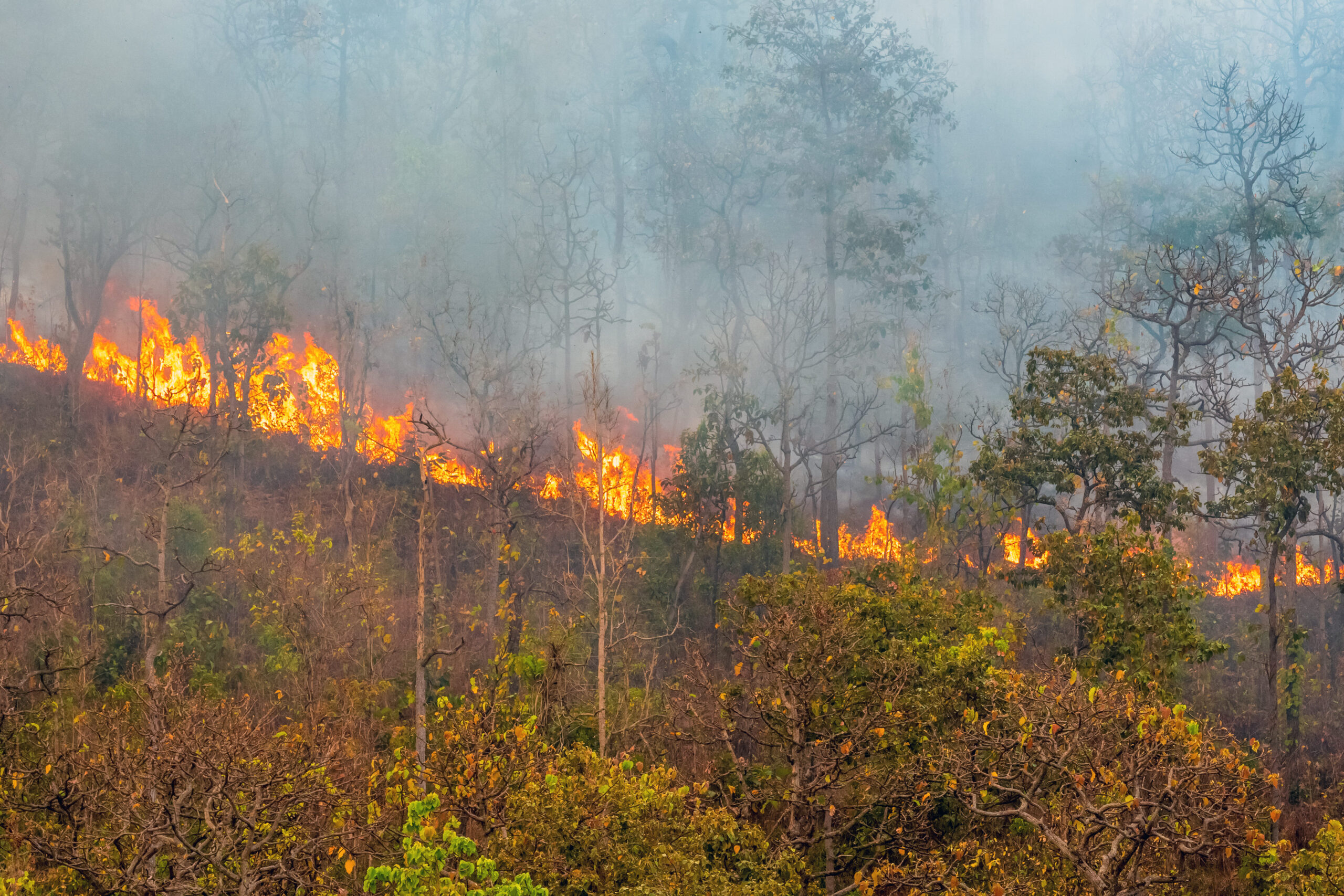#Alerta_Alquiber: ¿Qué hacer si me topo con un incendio forestal en carretera?